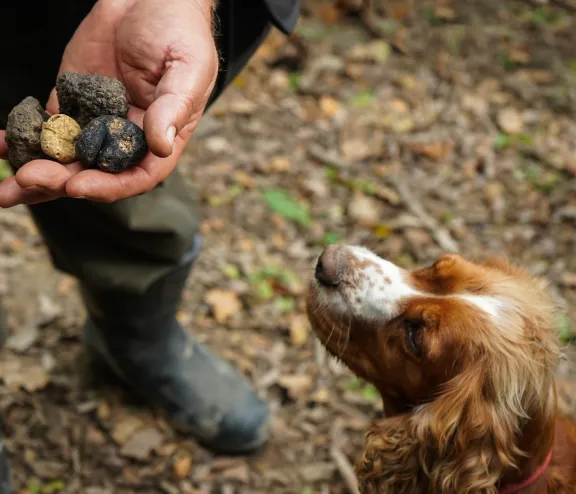 Truffels zoeken met hond
